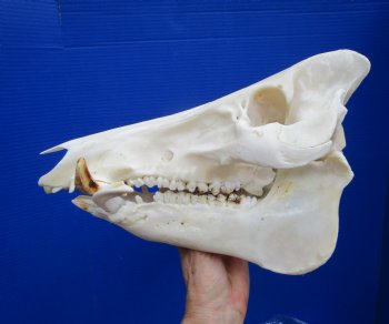 13 inches Huge Georgia Wild Boar Skull, Wild Hog Skull with Large Tusks for $69.99