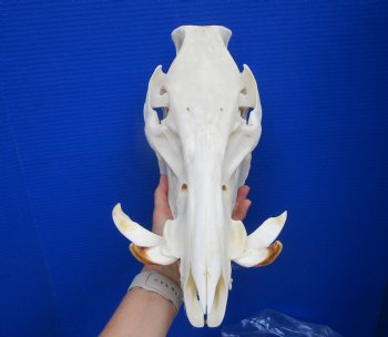 13 inches Huge Georgia Wild Boar Skull, Wild Hog Skull with Large Tusks for $69.99