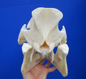 13 inches Huge Georgia Wild Boar Skull, Wild Hog Skull with Large Tusks for $69.99