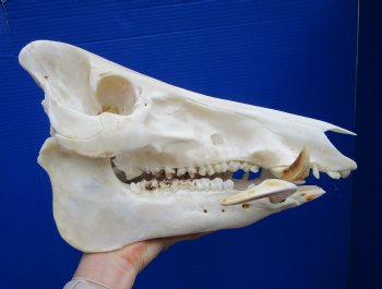 13 inches Huge Georgia Wild Boar Skull, Wild Hog Skull with Large Tusks for $69.99