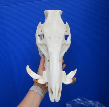 13 inches Huge Georgia Wild Boar Skull, Wild Hog Skull with Large Tusks for $69.99