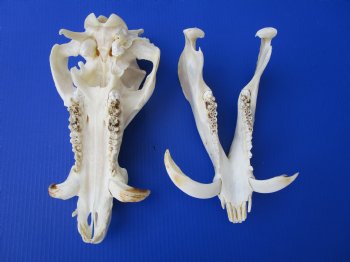 13 inches Huge Georgia Wild Boar Skull, Wild Hog Skull with Large Tusks for $69.99