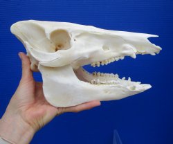 10-1/2 inches Real Georgia Wild Boar Skull for $49.99