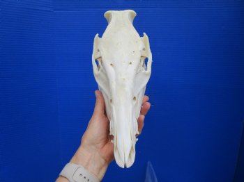 10-1/2 inches Real Georgia Wild Boar Skull for $49.99