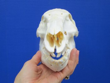 10-1/2 inches Real Georgia Wild Boar Skull for $49.99