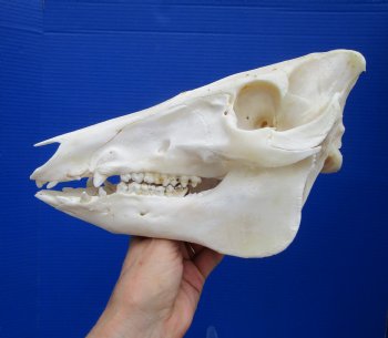 10-1/2 inches Real Georgia Wild Boar Skull for $49.99