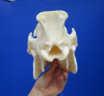 10-1/2 inches Real Georgia Wild Boar Skull for $49.99