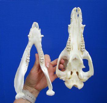 10-1/2 inches Real Georgia Wild Boar Skull for $49.99