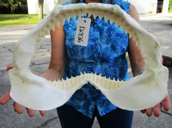 Large Genuine Bull Shark Jaw (Carcharhinus leucas) 16"Lx11"H <Font color=red> WITH VERY SHARP TEETH </font> for $214.99