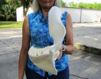 Large Genuine Bull Shark Jaw (Carcharhinus leucas) 16"Lx11"H <Font color=red> WITH VERY SHARP TEETH </font> for $214.99