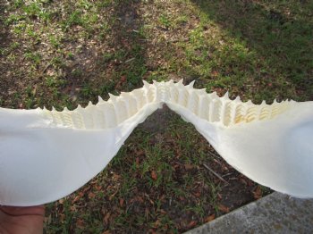 Large Genuine Bull Shark Jaw (Carcharhinus leucas) 16"Lx11"H <Font color=red> WITH VERY SHARP TEETH </font> for $214.99