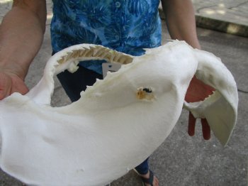 Large Genuine Bull Shark Jaw (Carcharhinus leucas) 16"Lx11"H <Font color=red> WITH VERY SHARP TEETH </font> for $214.99