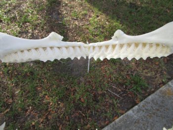 Large Genuine Bull Shark Jaw (Carcharhinus leucas) 16"Lx11"H <Font color=red> WITH VERY SHARP TEETH </font> for $214.99