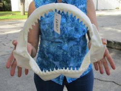 Large Bull Shark Ja...