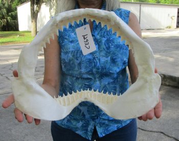 Large Bull Shark Jaw (Carcharhinus leucas) 15"Lx11.50"H<Font color=red> WITH VERY SHARP TEETH </font> for $199.99