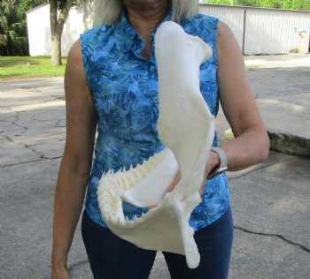 Large Bull Shark Jaw (Carcharhinus leucas) 15"Lx11.50"H<Font color=red> WITH VERY SHARP TEETH </font> for $199.99