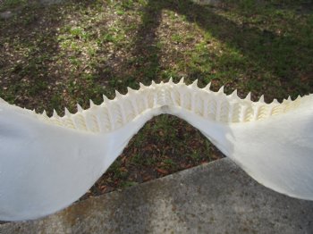 Large Bull Shark Jaw (Carcharhinus leucas) 15"Lx11.50"H<Font color=red> WITH VERY SHARP TEETH </font> for $199.99