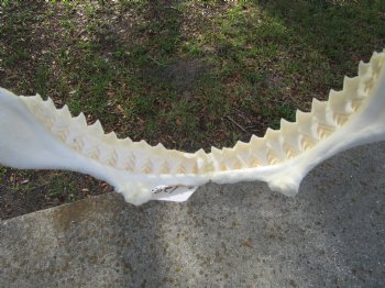 Large Bull Shark Jaw (Carcharhinus leucas) 15"Lx11.50"H<Font color=red> WITH VERY SHARP TEETH </font> for $199.99