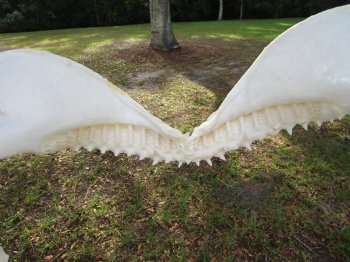 Huge Genuine Bull Shark Jaw (Carcharhinus leucas) 17.5"Lx13"H <Font color=red> WITH VERY SHARP TEETH </font> for $234.99