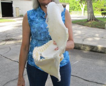 Huge Genuine Bull Shark Jaw (Carcharhinus leucas) 17.5"Lx13"H <Font color=red> WITH VERY SHARP TEETH </font> for $234.99