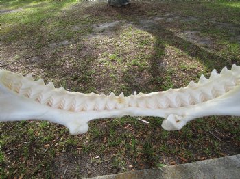 Huge Genuine Bull Shark Jaw (Carcharhinus leucas) 17.5"Lx13"H <Font color=red> WITH VERY SHARP TEETH </font> for $234.99