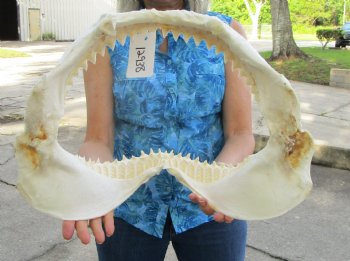 Huge Genuine Bull Shark Jaw (Carcharhinus leucas) 17.5"Lx13"H <Font color=red> WITH VERY SHARP TEETH </font> for $234.99