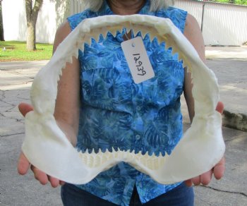 Authentic Bull Shark Jaw (Carcharhinus leucas) 13.50"Lx11.50"H <Font color=red> WITH VERY SHARP TEETH </font> for $164.99