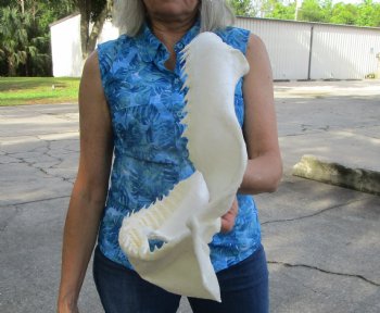 Authentic Bull Shark Jaw (Carcharhinus leucas) 13.50"Lx11.50"H <Font color=red> WITH VERY SHARP TEETH </font> for $164.99