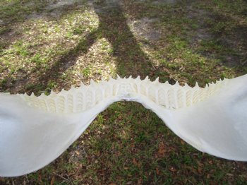 Authentic Bull Shark Jaw (Carcharhinus leucas) 13.50"Lx11.50"H <Font color=red> WITH VERY SHARP TEETH </font> for $164.99