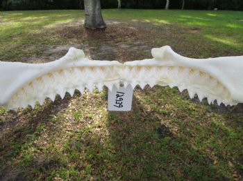 Authentic Bull Shark Jaw (Carcharhinus leucas) 13.50"Lx11.50"H <Font color=red> WITH VERY SHARP TEETH </font> for $164.99