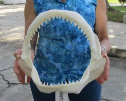 Authentic Bull Shar...