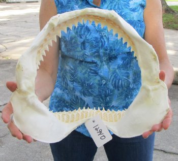 Authentic Bull Shark Jaw (Carcharhinus leucas) 13.75"Lx12.25"H <Font color=red> WITH VERY SHARP TEETH </font> for $164.99