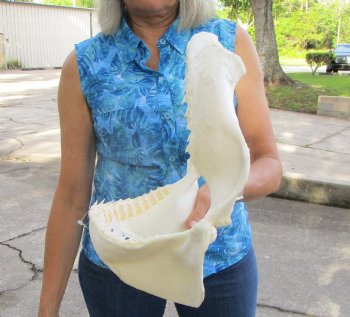 Authentic Bull Shark Jaw (Carcharhinus leucas) 13.75"Lx12.25"H <Font color=red> WITH VERY SHARP TEETH </font> for $164.99