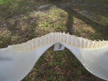 Authentic Bull Shark Jaw (Carcharhinus leucas) 13.75"Lx12.25"H <Font color=red> WITH VERY SHARP TEETH </font> for $164.99