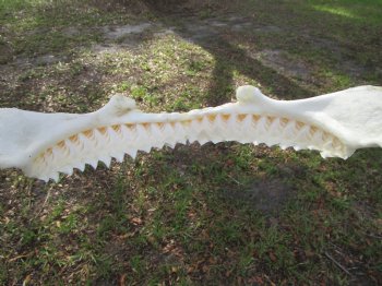 Authentic Bull Shark Jaw (Carcharhinus leucas) 13.75"Lx12.25"H <Font color=red> WITH VERY SHARP TEETH </font> for $164.99