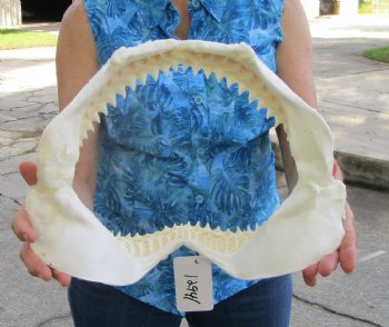 Authentic Bull Shark Jaw (Carcharhinus leucas) 13.75"Lx10.75"H <Font color=red> WITH VERY SHARP TEETH </font> for $164.99