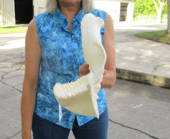 Authentic Bull Shark Jaw (Carcharhinus leucas) 13.75"Lx10.75"H <Font color=red> WITH VERY SHARP TEETH </font> for $164.99