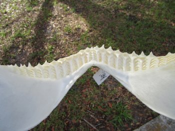 Authentic Bull Shark Jaw (Carcharhinus leucas) 13.75"Lx10.75"H <Font color=red> WITH VERY SHARP TEETH </font> for $164.99