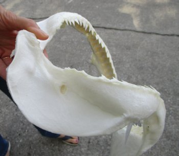 Authentic Bull Shark Jaw (Carcharhinus leucas) 13.75"Lx10.75"H <Font color=red> WITH VERY SHARP TEETH </font> for $164.99