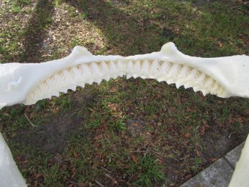 Authentic Bull Shark Jaw (Carcharhinus leucas) 13.75"Lx10.75"H <Font color=red> WITH VERY SHARP TEETH </font> for $164.99
