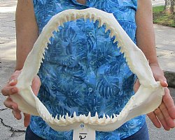 14 inches Real Blacktip Shark Jaw with <font color=red> Very Sharp Teeth </font> - Buy this one for $179.99