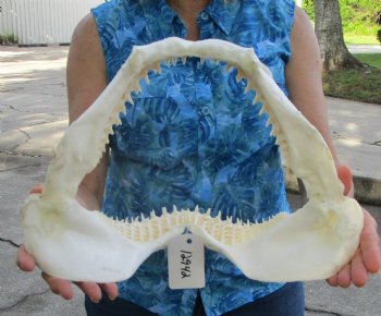 14 inches Real Blacktip Shark Jaw with <font color=red> Very Sharp Teeth </font> - Buy this one for $179.99