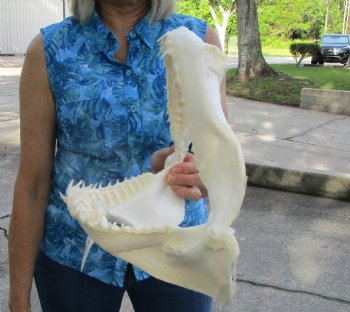 14 inches Real Blacktip Shark Jaw with <font color=red> Very Sharp Teeth </font> - Buy this one for $179.99