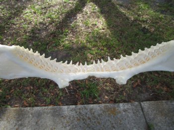 14 inches Real Blacktip Shark Jaw with <font color=red> Very Sharp Teeth </font> - Buy this one for $179.99