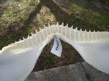 14 inches Real Blacktip Shark Jaw with <font color=red> Very Sharp Teeth </font> - Buy this one for $179.99