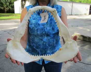 Large Genuine Blacktip Shark Jaw 14.75"Lx12.75"H with <font color=red> Very Sharp Teeth </font> - Buy this one for $179.99