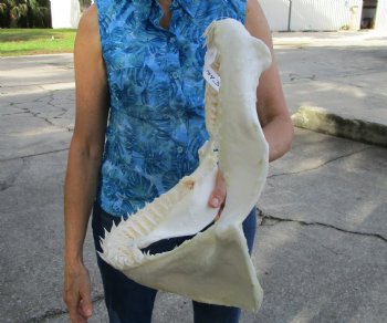 Large Genuine Blacktip Shark Jaw 14.75"Lx12.75"H with <font color=red> Very Sharp Teeth </font> - Buy this one for $179.99