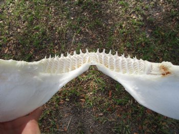 Large Genuine Blacktip Shark Jaw 14.75"Lx12.75"H with <font color=red> Very Sharp Teeth </font> - Buy this one for $179.99