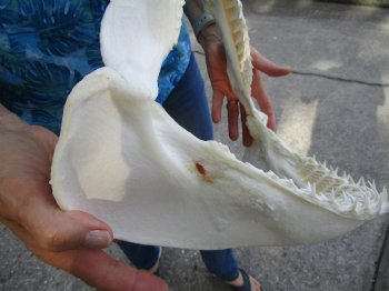 Large Genuine Blacktip Shark Jaw 14.75"Lx12.75"H with <font color=red> Very Sharp Teeth </font> - Buy this one for $179.99