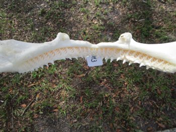 Large Genuine Blacktip Shark Jaw 14.75"Lx12.75"H with <font color=red> Very Sharp Teeth </font> - Buy this one for $179.99